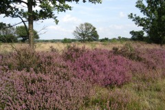 Bentelerheide