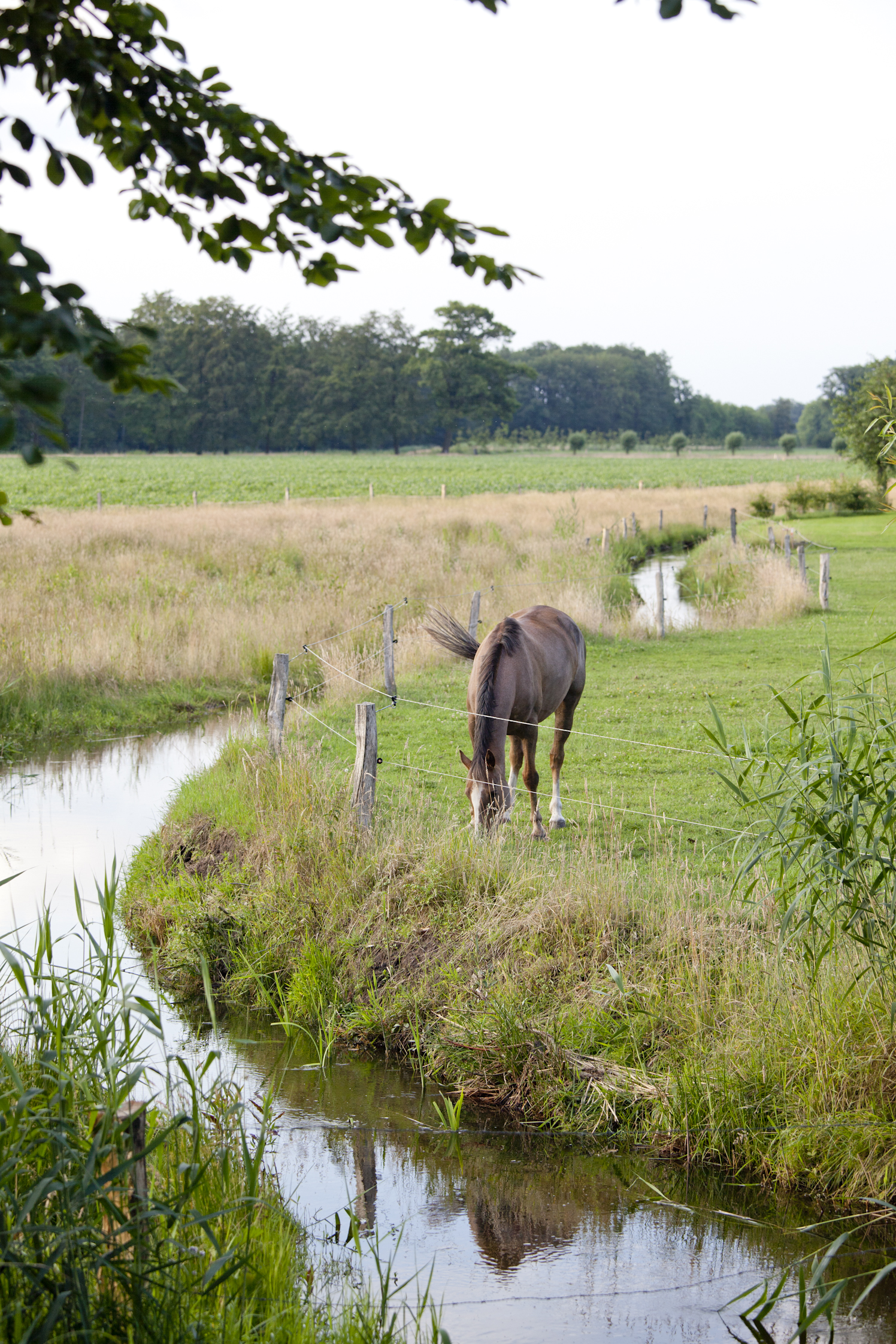 IVN Zomerwandeling IVN-Zomerwandeling