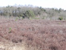 Manderheide