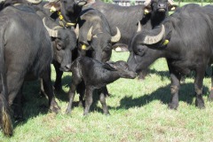 Buffalo Farm Twente