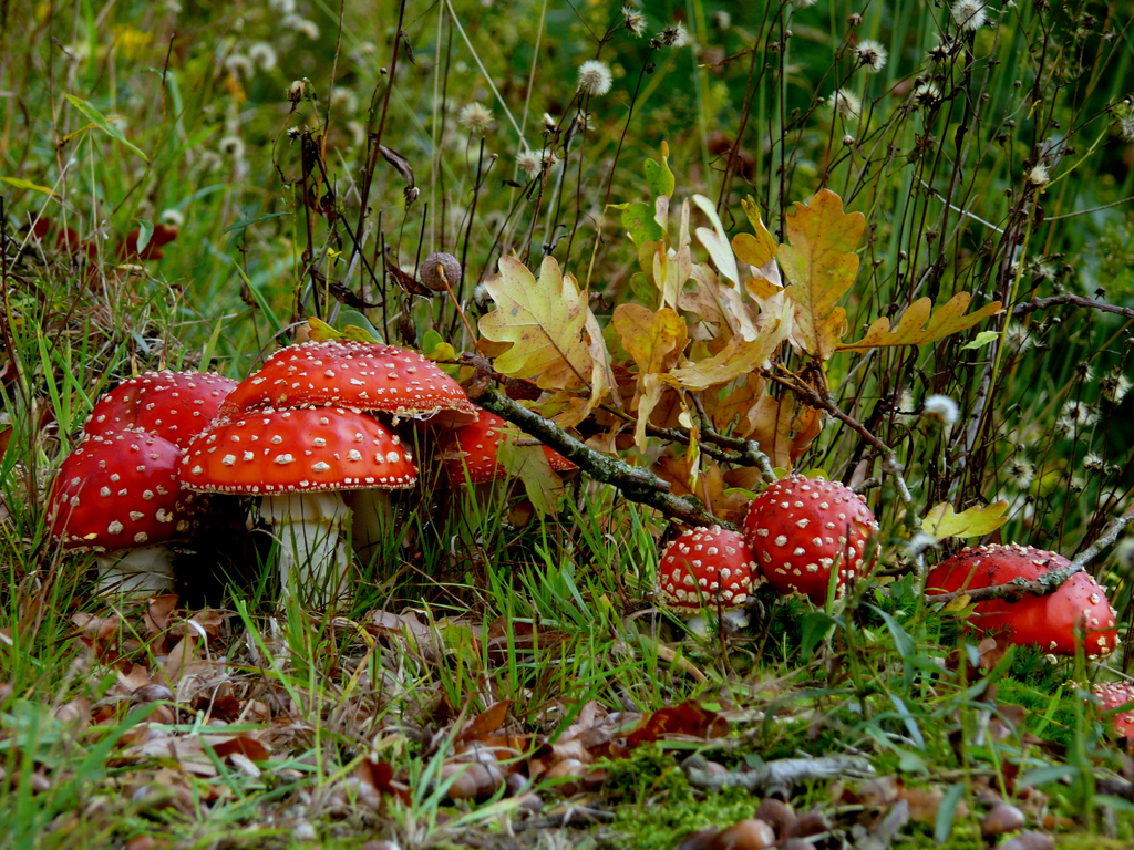 Herfstwandeling Dansgroep Midden Twenthe Herfstwandeling-Dansgroep-Midden-Twenthe