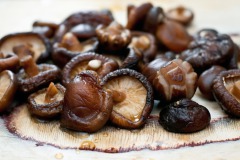 Shiitake bedrijf Masselink