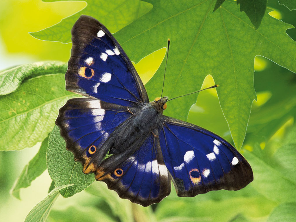 IVN Onderhoud Vlindertuin IVN-Onderhoud-Vlindertuin