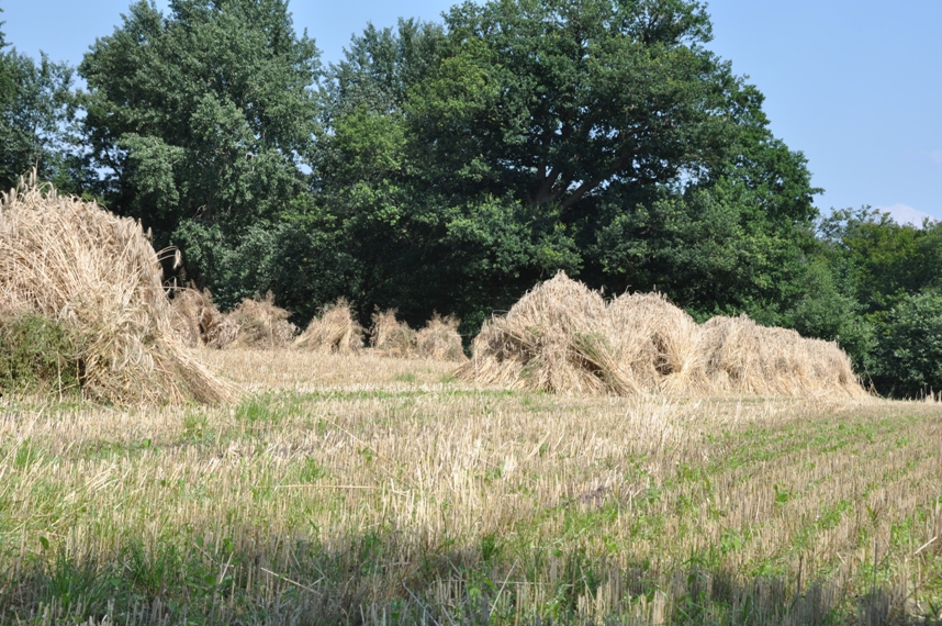 Wendezoele Oogstweken Wendezoele-Oogstweken