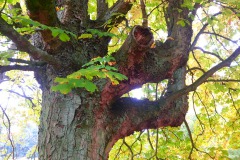 Kinderspeurtocht Arboretum Poortbulten