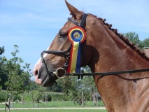 Vincent's Horses