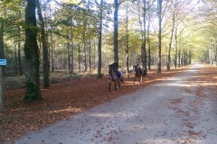 Paardrijnetwerk Twente