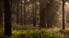 Natuurgebied Springendal