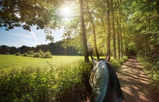Uitzicht vanaf een paard op een bosrijk pad naast een zonnige weide met licht dat door de bomen schijnt.