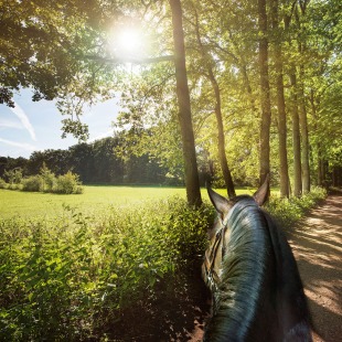 Uitzicht vanaf een paard op een bosrijk pad naast een zonnige weide met licht dat door de bomen schijnt.