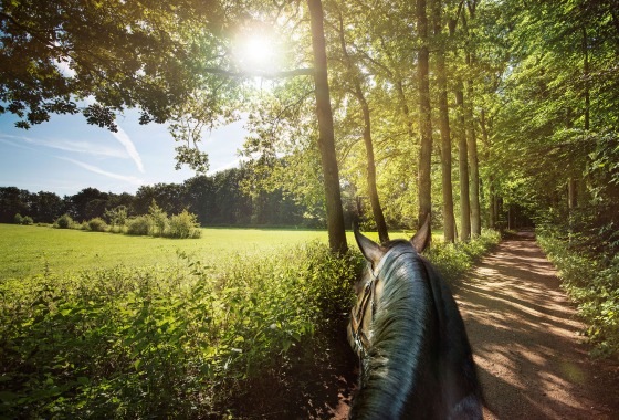 Uitzicht vanaf een paard op een bosrijk pad naast een zonnige weide met licht dat door de bomen schijnt.