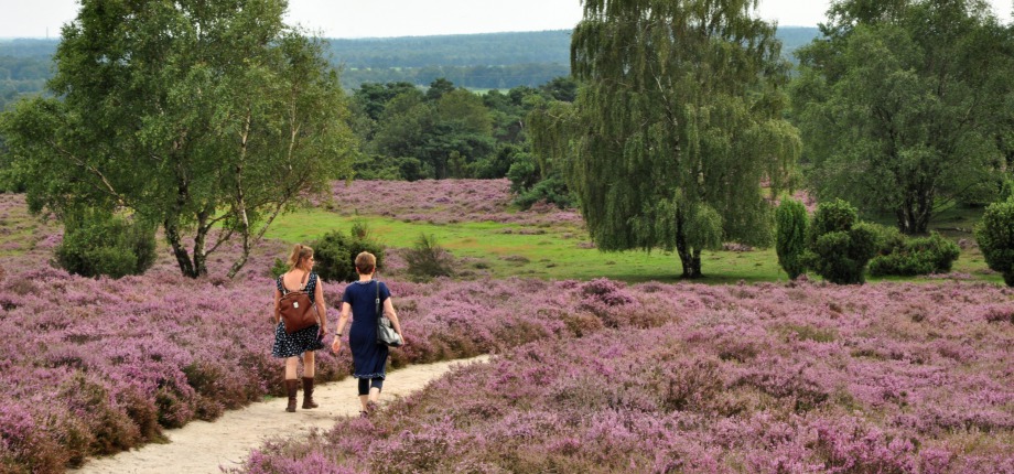 Wandelen tussen de prachtige bloeiende heide