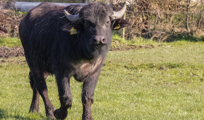 Pardon? Waterbuffels in Weerribben-Wieden? Hoe kan dat?