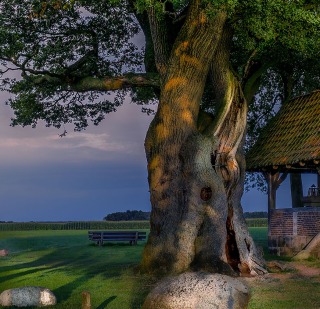 Kroezeboom in Tubbergen