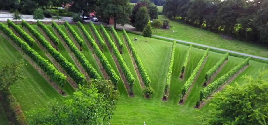 Neem een kijkje bij de wijngaard