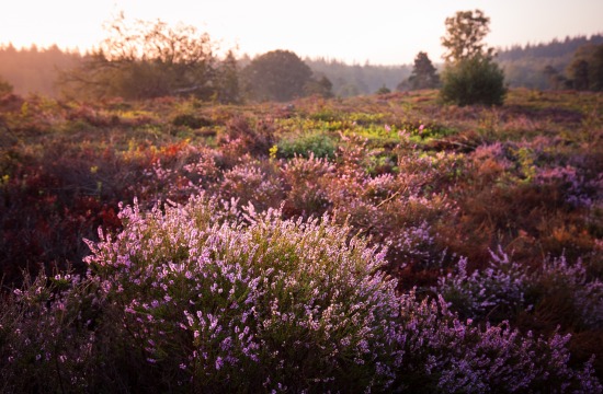 Zonsopkomst boven een heideveld met bloeiende paarse heideplanten en groene struiken in Nederland.