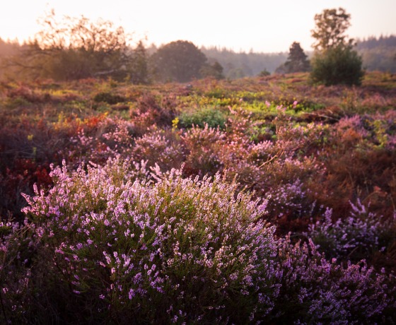 Zonsopkomst boven een heideveld met bloeiende paarse heideplanten en groene struiken in Nederland.