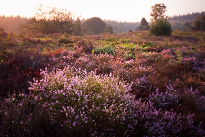 Zonsopkomst boven een heideveld met bloeiende paarse heideplanten en groene struiken in Nederland.