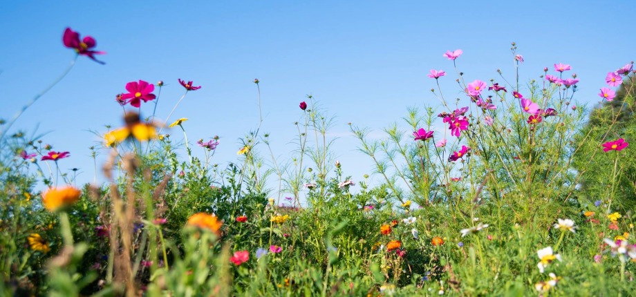 Pluk je eigen bos bloemen