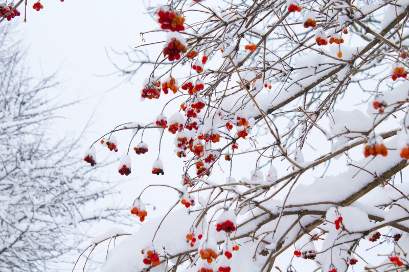 Festival of Nine Lessons and Carols
