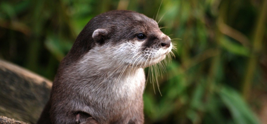 Otter