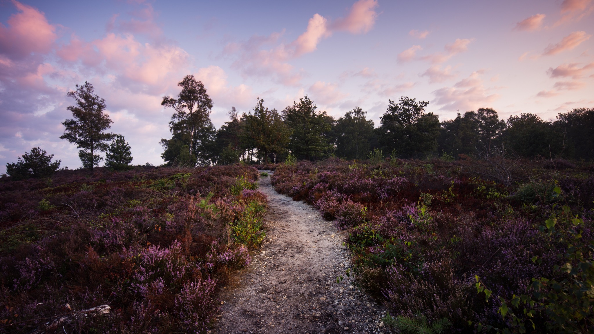 Nationaal Park Sallandse Heuvelrug & Twents Reggedal , een indrukwekkend natuurgebied