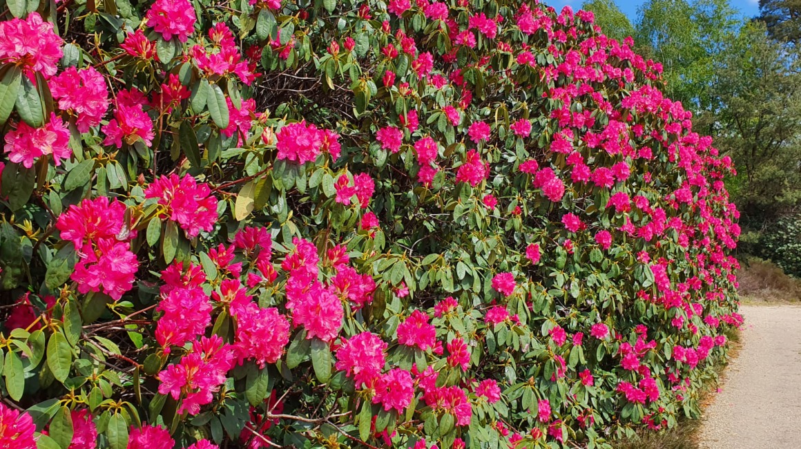topfpflanze weihnachten Blumenstecker Frohe Weihnachten main image 1