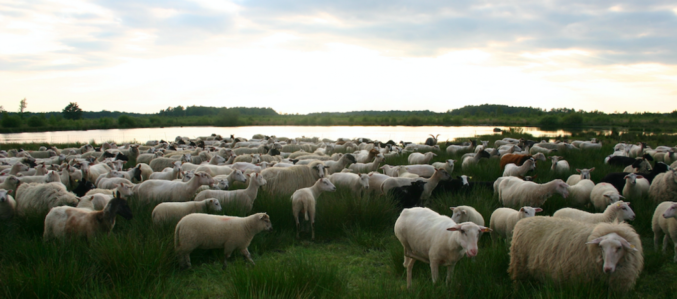Schaapskudde - Borkeld