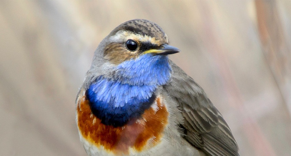 Blauwborst zangvogel zittend op een tak, met opvallende blauwe en oranje borst, wazige achtergrond.