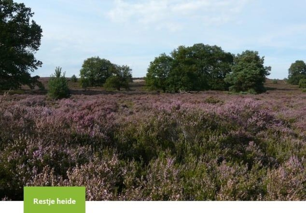 restje heide