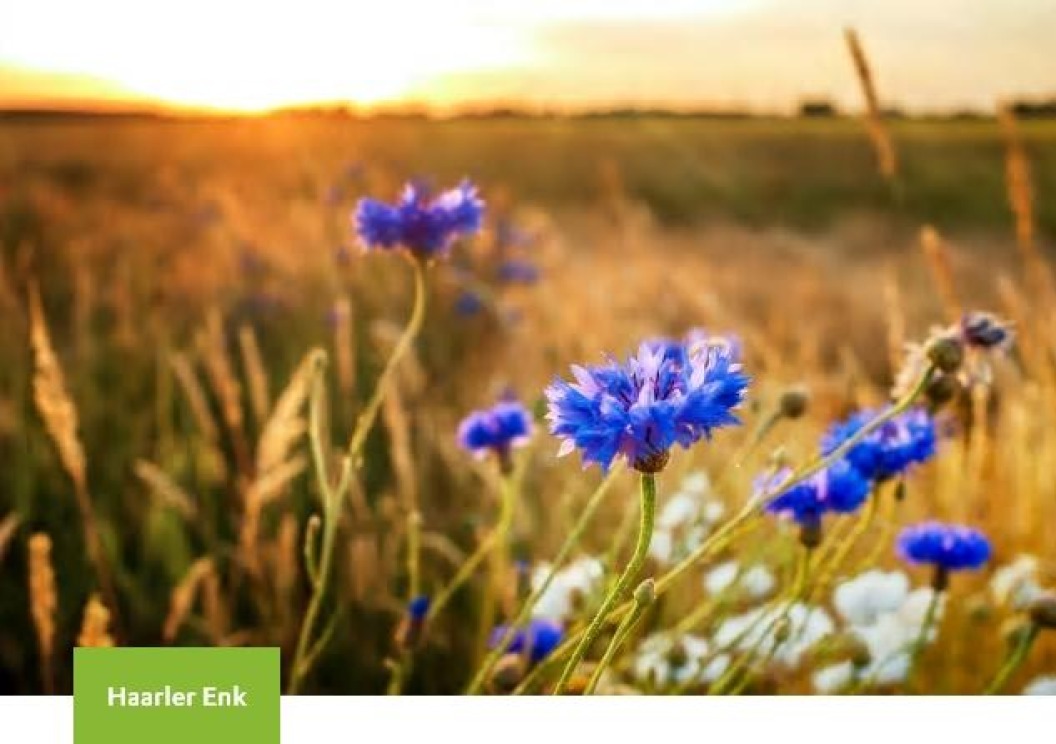 Haarler Enk