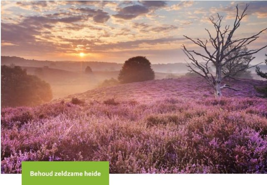 Behoud zeldzame heide