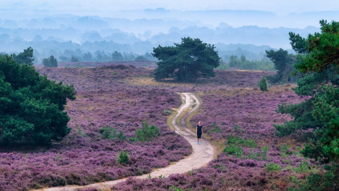 Nationaal Park Sallandse Heuvelrug - Sallandse Heuvelrug