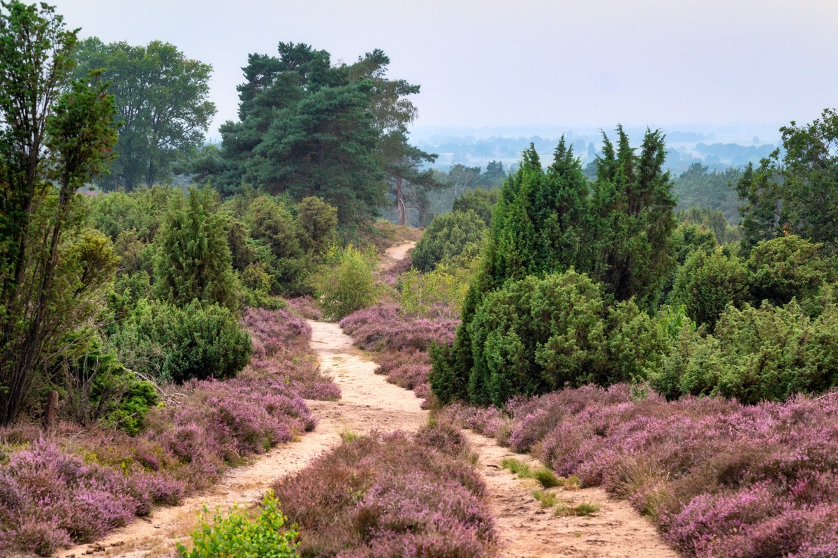 Versterking heidelandschap Sallandse Heuvelrug - Sallandse Heuvelrug