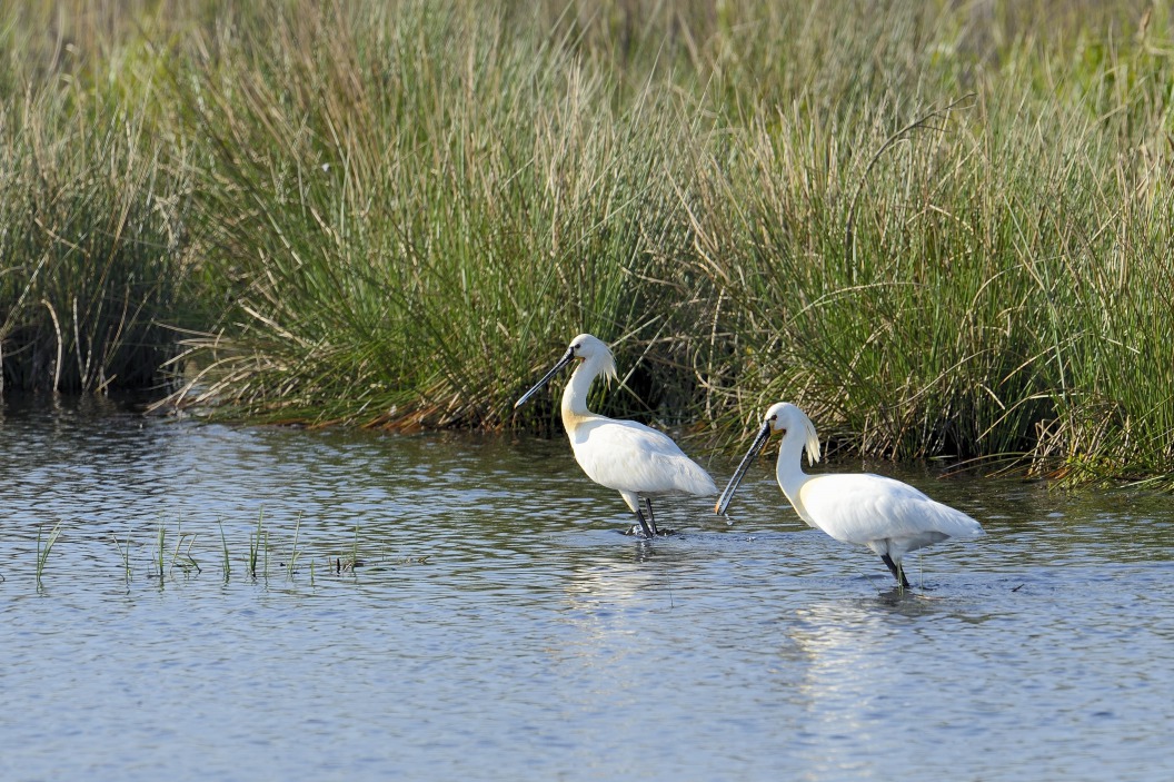 Vogelkijkhut Beulakerpolder