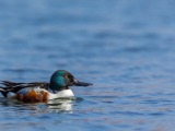 Vogelkijkhut Wetering Oost