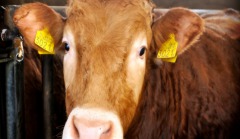 Boerderij Erve Elferman