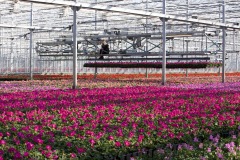 Emsflower