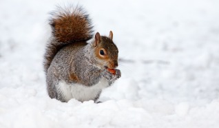 Winterwandeling 10 km