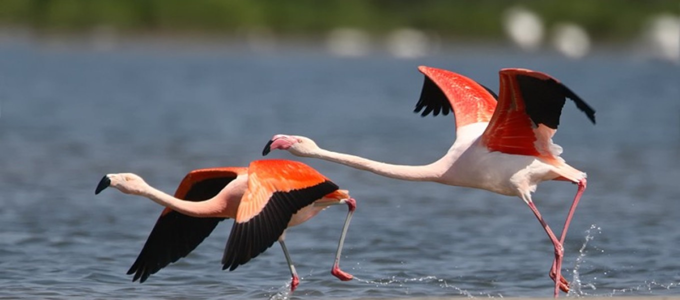 Flamingo's in het Ketelmeer