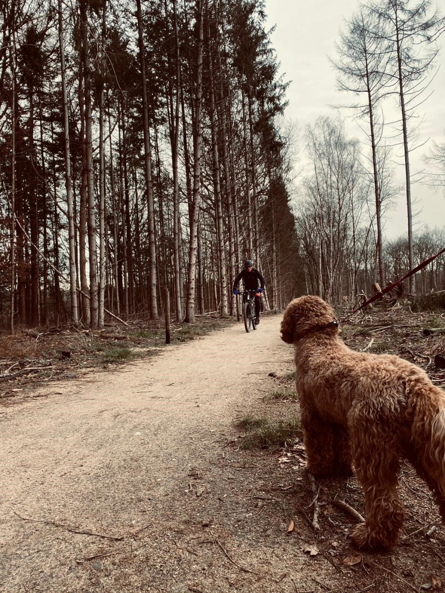 Wandelen Met De Hond Bij De Wilhelminaberg Bestemming Buitenlucht