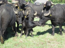 Buffalo Farm Twente