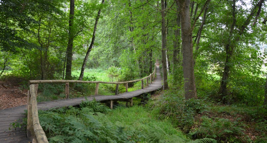 Top 5 wandelingen van Truus Wijnen - Visit Twente