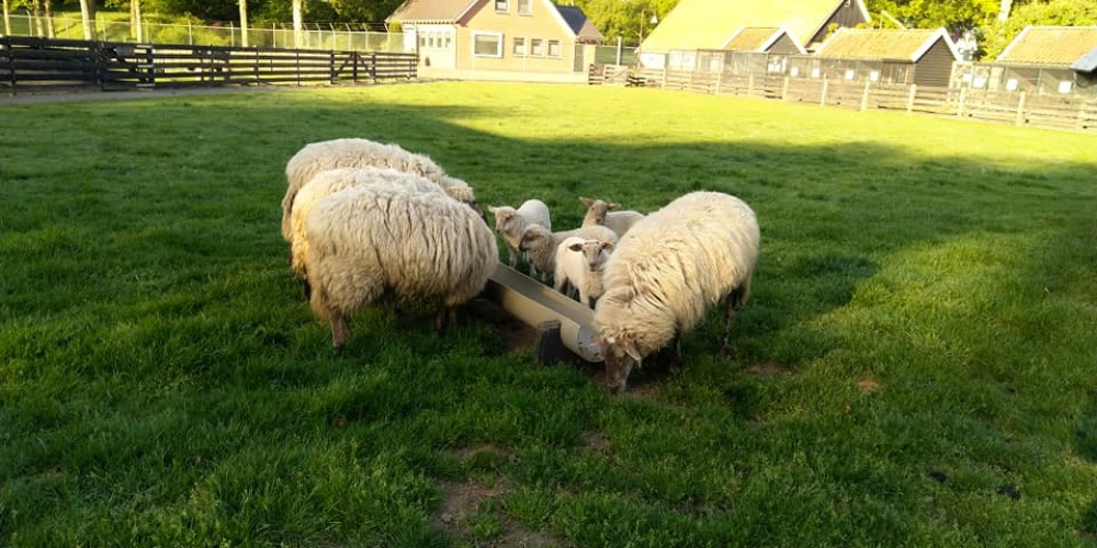 Scholtenhagen kinderboerderij