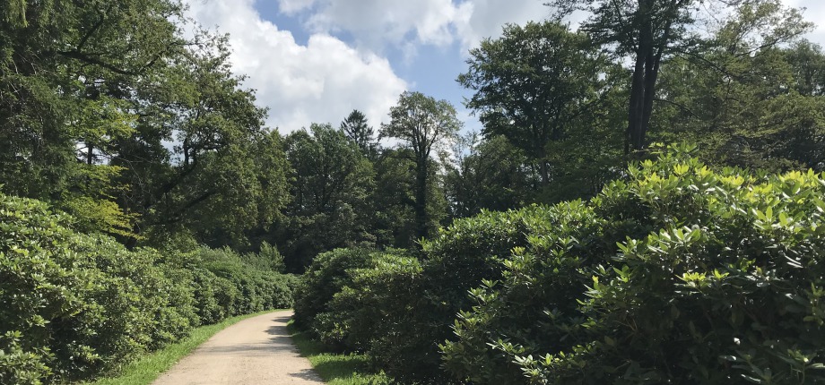 Rhododendronlaan