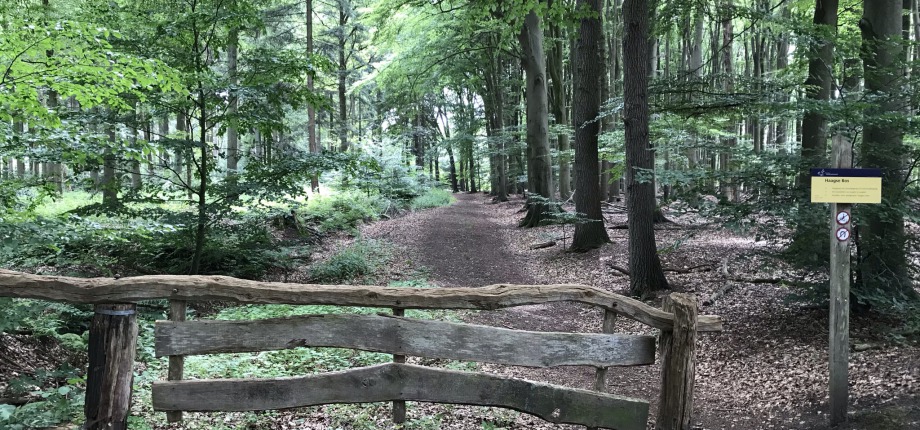Haagse Bos
