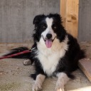 Zwart-witte Border Collie hond ligt op de grond met een rode riem, kijkt vrolijk naar de camera.