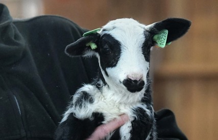 Eine Person hält ein süßes schwarz-weißes Lamm mit grünen Ohrmarken und einzigartiger Fellzeichnung.