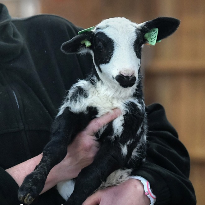 Een persoon houdt een schattig zwart-wit lammetje vast met groene oormerken en unieke vachtpatronen.