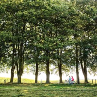 Twee mensen fietsen langs een rij bomen in een zonnig, groen landschap met gras en veld op de achtergrond.